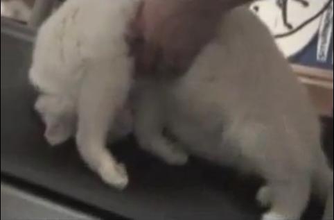 Pisica lenesa, Foto: Captura YouTube