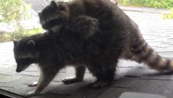 Dragostea pluteste in aer, Foto: Captura YouTube