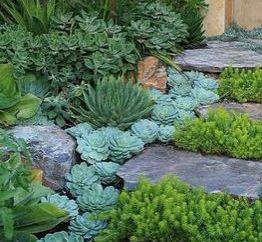 Plante suculente, Foto: gradina9.blogspot.com