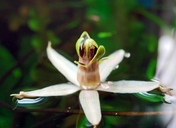 Nuferi, Foto: gradina9.blogspot.com