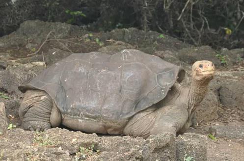 Singuraticul George, Foto: Captura YouTube