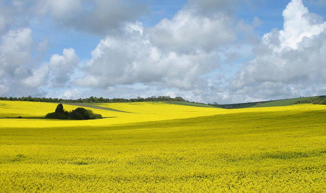 Semintele de rapita sunt folosite pentru productia de biocombustibili, Foto: Flickr / Howzey