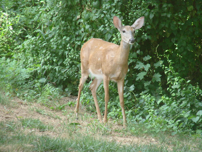 Caprioara, Foto: USER UPLOADED