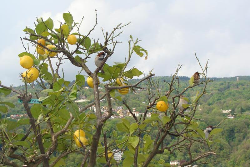 Lamaiul cu vrabii, Foto: USER UPLOADED