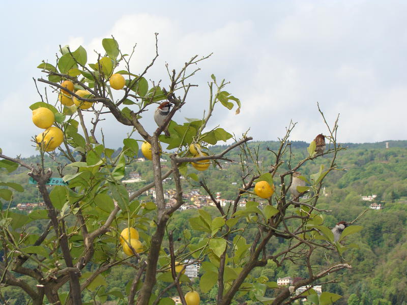 Lamaiul cu vrabii, Foto: USER UPLOADED