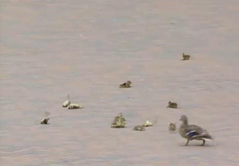 Ratustele, Foto: Captura YouTube