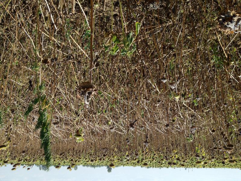 Agricultura anului 2012, Foto: USER UPLOADED