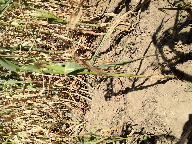 Agricultura 2012, Foto: USER UPLOADED