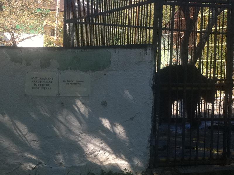 Cusca ursului in gradina zoo din Baia Mare, Foto: Hotnews