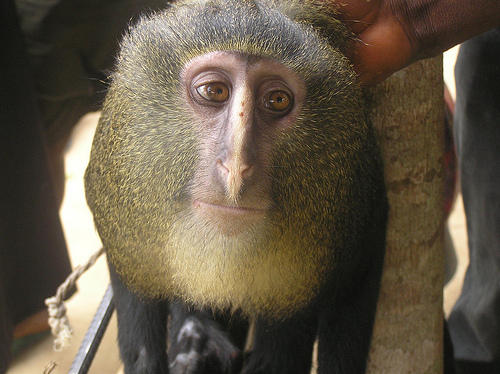 Maimuta Lesula, Foto: Blog Teresa Hart: http://www.bonoboincongo.com/