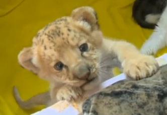 Primul liligru din lume, Foto: Captura Youtube.com