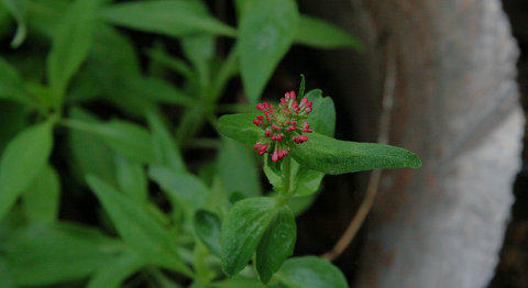 Valeriana, Foto: MorgueFile.com