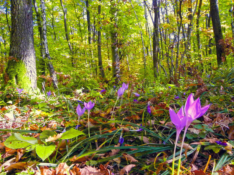 Padure, Foto: USER UPLOADED