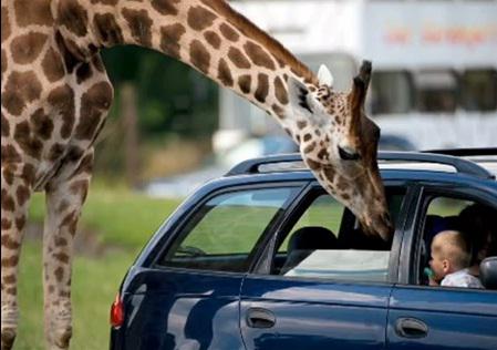 Girafa a petrecut 4 ore pe strazile din oras, Foto: Captura YouTube