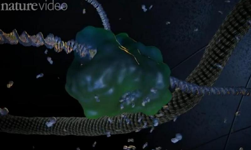 Teoria ADN-ului "junk", rediscutata (ilustratie Nature) , Foto: Captura Youtube.com