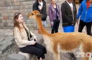 Lama de cartier, Foto: 220.ro