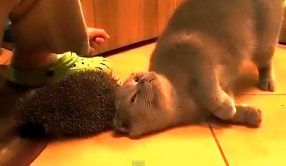 Pisica si ariciul, Foto: Captura YouTube