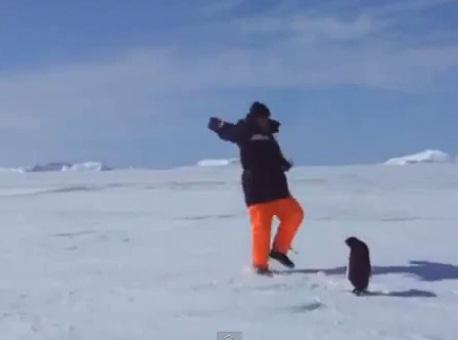 Pinguinul agresiv, Foto: Captura 220.ro