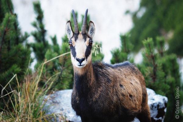 Capra neagra, Foto: Cristian Oproiu