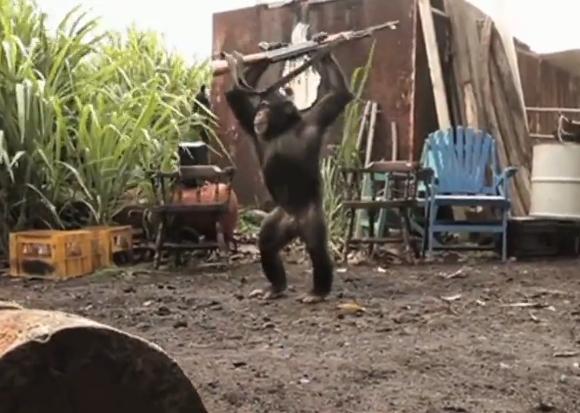 Maimuta razboinica, Foto: vplay.ro