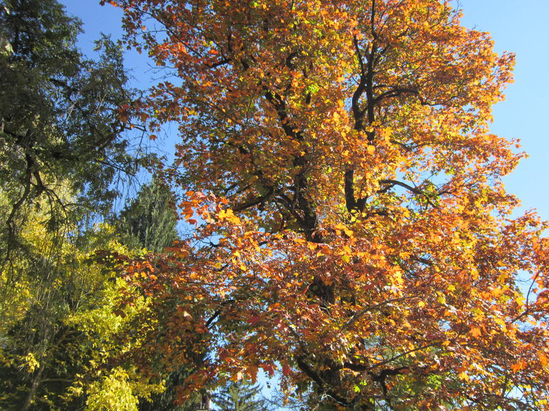 Luna nasterii si predispozitia pentru anumite boli, Foto: USER UPLOADED