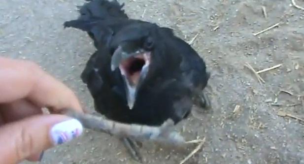 Cioara dresata, Foto: Captura 220.ro