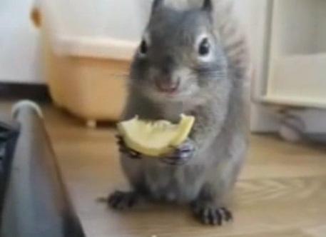 Veverita vs. Lamaie, Foto: Colaj foto