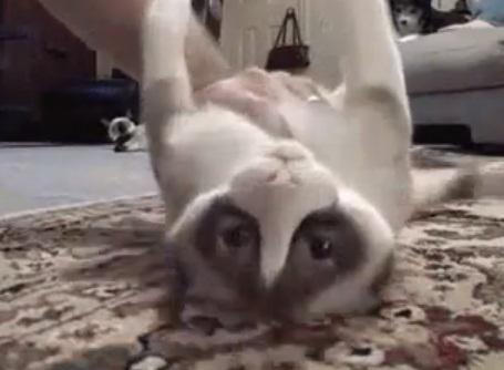 Pisicute nebune, Foto: Captura YouTube