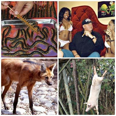 Faze tari, Foto: Colaj foto