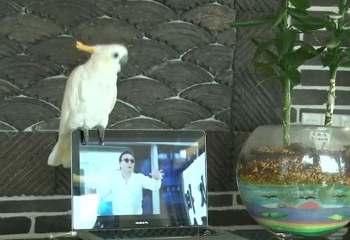 Papagalul cantaret, Foto: Captura 220.ro