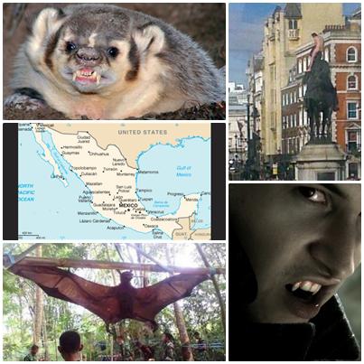 O lume nebuna, Foto: Colaj foto