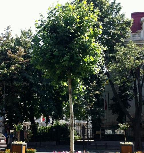 Platan si jardiniere, Foto: Hotnews