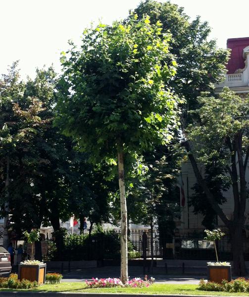 Platan si jardiniere, Foto: Hotnews