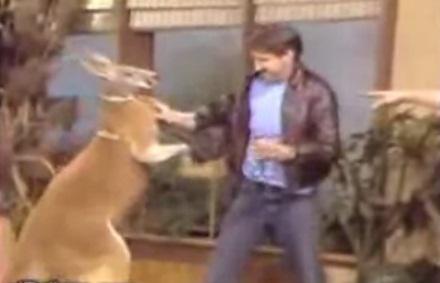 Cangurul bataus, Foto: Captura YouTube