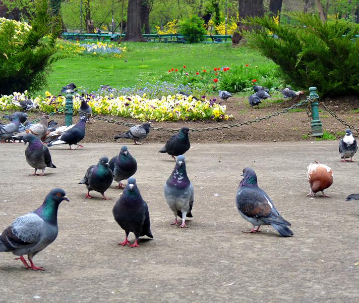 Panselute in parcurile bucurestene, Foto: Hotnews