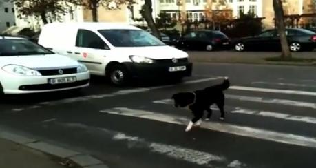 Maidanezi civilizati, Foto: YouTube