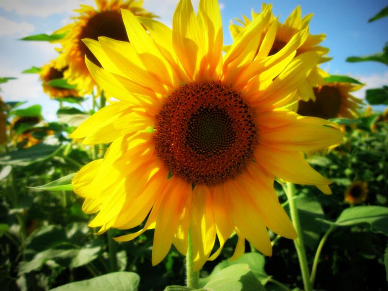 Armata de sori, Foto: Rafa