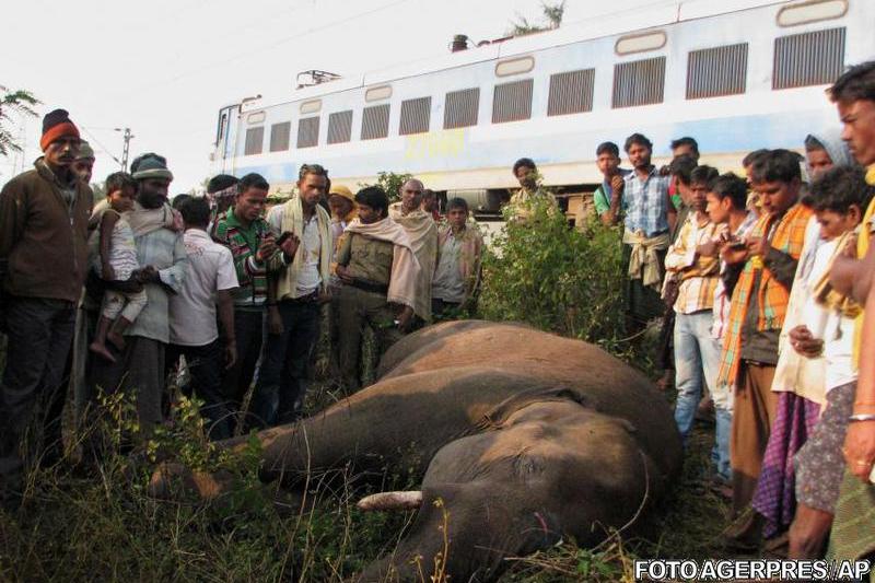 Cinci elefanti au murit loviti de tren in India, Foto: Agerpres/AP