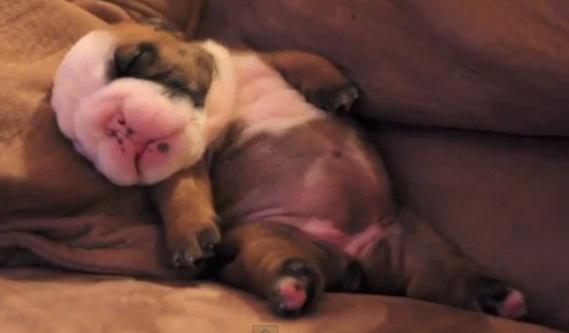 Catelusul , Foto: Captura YouTube