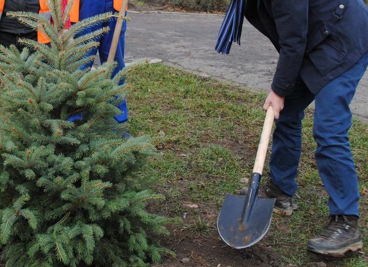 plantare brad, Foto: Primaria sector 6