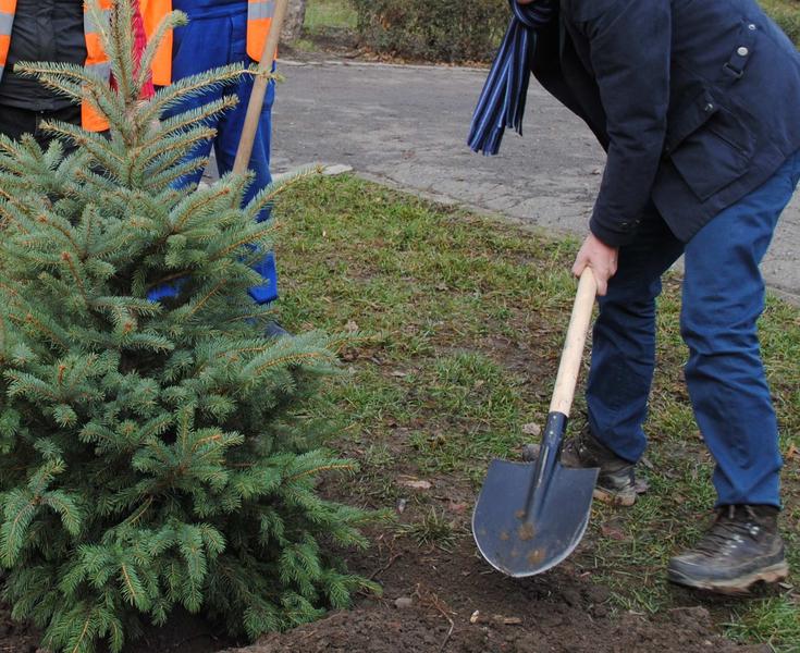 plantare brad, Foto: Primaria sector 6