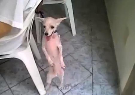 Cainele dansator, Foto: Captura YouTube