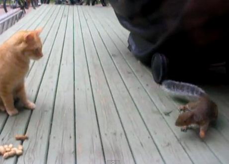 Pisica vs. Veverita, Foto: Captura YouTube