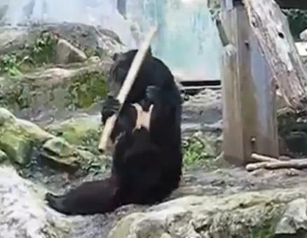 Ursul karatist, Foto: Captura YouTube