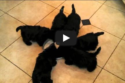 Hora catelusilor, Foto: Captura YouTube