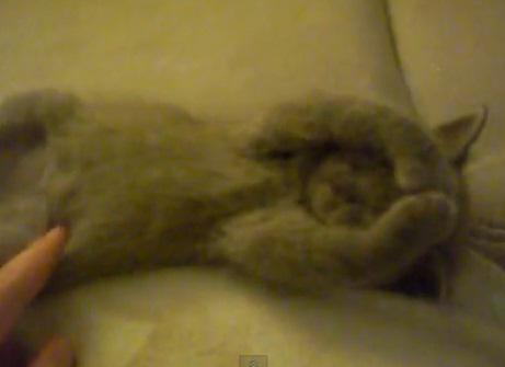 Pisica adormita, Foto: Captura YouTube