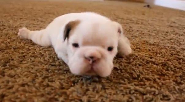 Pufoseniile, Foto: Captura YouTube