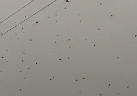 Invazie, Foto: Captura Youtube.com