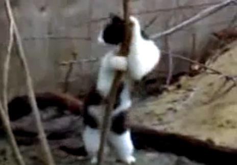 Dans lasciv, Foto: Captura YouTube