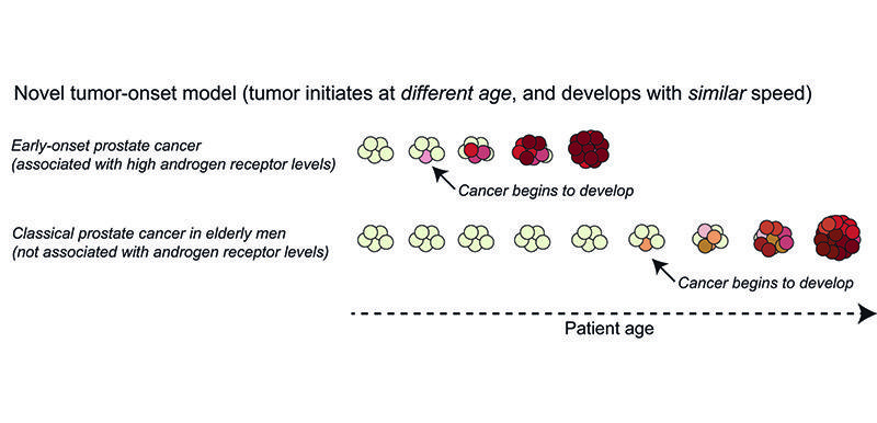 O boala, doua mecanisme – cancerul de prostata, Foto: http://www.embl.de